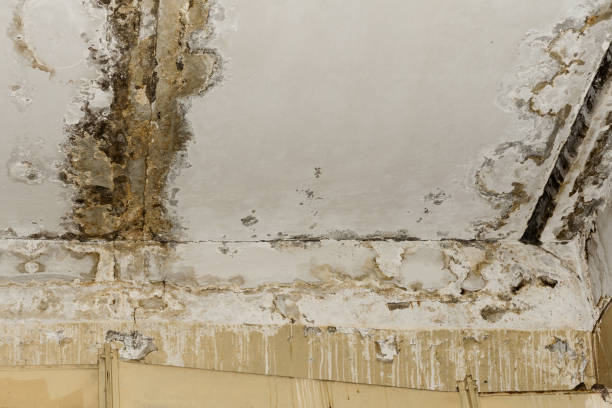 Best Mold Remediation for Healthcare Facilities  in Ojai, CA